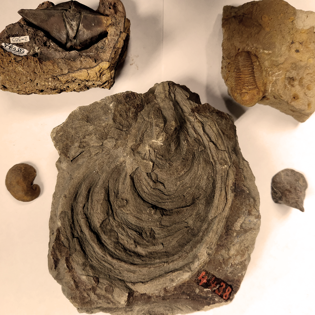 Ohio fossils